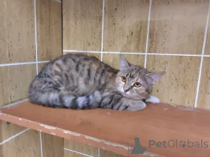 Фото №2 к объявлению №166394 о продаже  - купить в России из приюта