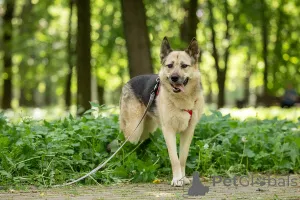 Дополнительные фото: Пеппи ищет дом. И ждёт его всей душой.