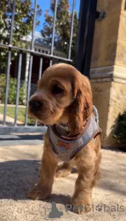 Фото №1. английский кокер-спаниель - купить в Ниже за 55660₽. Объявление №166700