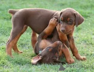 Фото №1. доберман - купить в Берлине за 64937₽. Объявление №157200