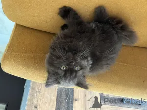 Фото №3. Продает британский мужской шоколад.. Люксембург