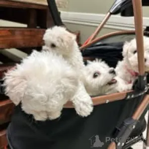 Фото №2 к объявлению №160781 о продаже мальтийскую болонку - купить в Нидерландах заводчик