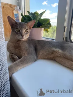 Фото №1. абиссинская - купить в Ростове-на-Дону за 60000₽. Объявление №149033