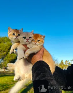 Фото №1. британская короткошёрстная - купить в Аарау за 46384₽. Объявление №163493