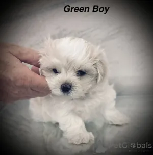 Дополнительные фото: Щенки мальтийской болонки, зарегистрированные в KC.