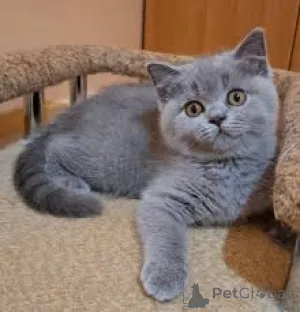 Фото №3. Brittiläisia lyhytkarvaisia Kissanpentuja myytävänä lähellani. Финляндия