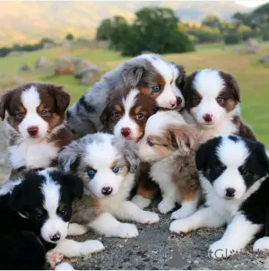 Фото №1. австралийская овчарка - купить в Париже за 69575₽. Объявление №161358