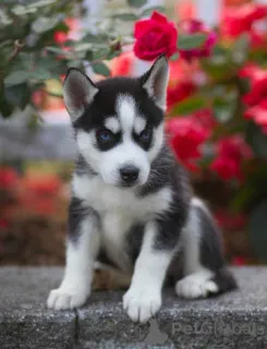 Дополнительные фото: Adorables Cachorros de Husky Sibibiano en ancisción