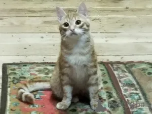 Дополнительные фото: Солнечные рыжие котята Тишка и Рыжик в дар