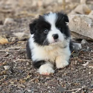 Фото №1. бордер-колли - купить в Берлине за договорная. Объявление №102646
