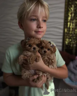 Дополнительные фото: Элитные мальтипу мини микро Азия