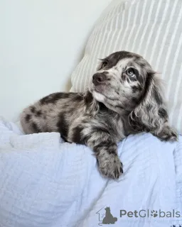 Фото №2 к объявлению №152208 о продаже беспородную - купить в Германии частное объявление, заводчик