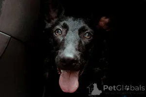 Дополнительные фото: Прекрасная юная собака Наоми в дар