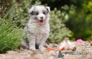 Фото №2 к объявлению №160306 о продаже бордер-колли - купить в Финляндии частное объявление