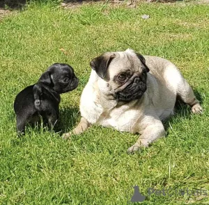 Дополнительные фото: Urocze szczenięta mopsa do adopcji