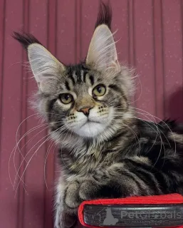 Дополнительные фото: Мейн-кун