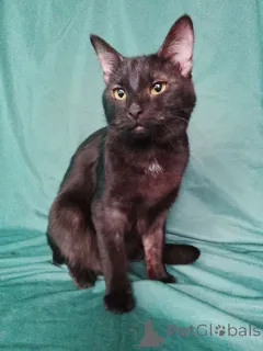 Фото №2 к объявлению №161656 о продаже  - купить в России 