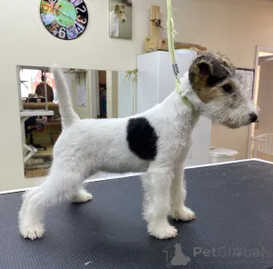 Фото №2 к объявлению №152370 о продаже беспородную - купить в США заводчик