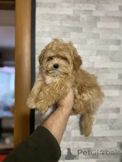 Дополнительные фото: Мини мальтипу