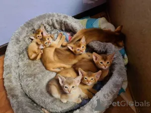 Фото №1. абиссинская - купить в Мюльхейм-Карлих за 32468₽. Объявление №150496