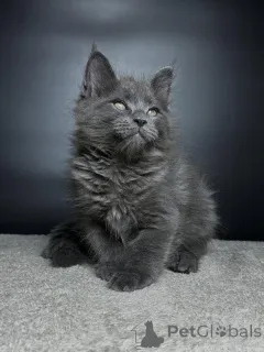 Фото №3. Познакомьтесь с Лео, нашим величественным маленьким львом с сердцем, полным. Германия