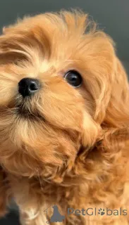 Фото №2 к объявлению №164612 о продаже мальтийскую болонку - купить в Украине заводчик