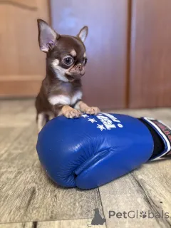 Дополнительные фото: Чихуахуа мальчик