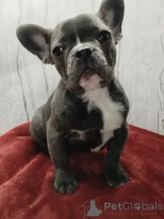 Дополнительные фото: Французский бульдог девочка голубого окраса