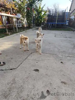 Дополнительные фото: Щенки японской акиты