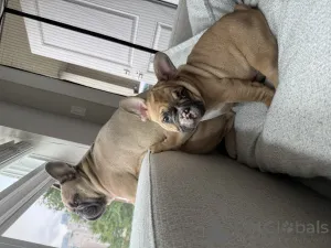 Дополнительные фото: Очаровательные французские щенки бульдога ищут любящие дома!