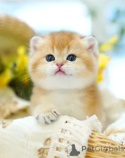 Фото №4. Продам британскую короткошёрстную в Брюсселе заводчик - цена договорная