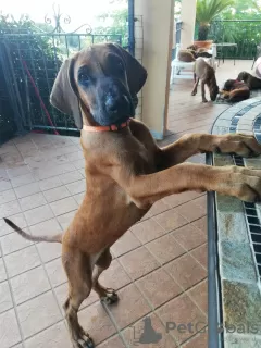 Дополнительные фото: Продаются щенки породы Родезийский Риджбек (Rhodesian Ridgeback)