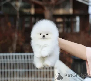 Фото №1. померанский шпиц - купить в Нюрнберге за 32802₽. Объявление №167357