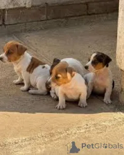 Фото №1. джек-рассел-терьер - купить в Милане за 64937₽. Объявление №165791