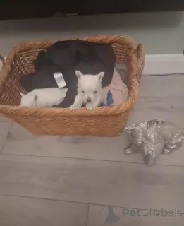 Дополнительные фото: Щенки Вести