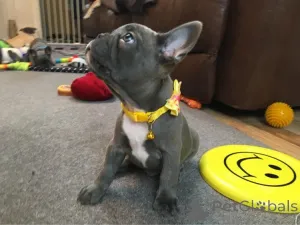 Фото №3. 2 мальчика французского бульдога. У меня 2 прекрасных щенка, они очень хорошо.  Бельгия