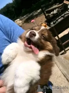 Фото №3. Toilet trained vet Checked Australian shepherds.  Австралия