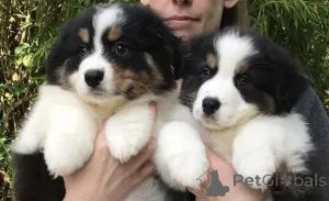 Фото №1. австралийская овчарка - купить в Аарберген за 32468₽. Объявление №147551