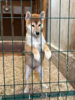 Фото №2 к объявлению №160577 о продаже сиба-ину - купить в Сербии 