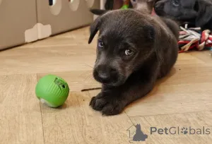 Фото №2 к объявлению №156077 о продаже лабрадор-ретривера - купить в Германии заводчик