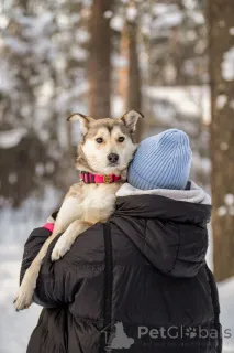 Дополнительные фото: Трогательная принцесса Нала ищет свой дом!