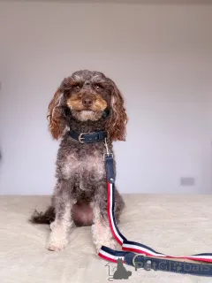 Фото №1. лабрадудль - купить в Андернах за 69575₽. Объявление №157698