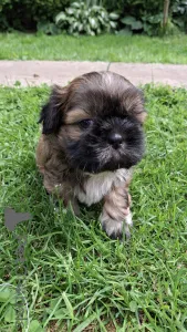 Дополнительные фото: Чистокровные щенки породы Ши-Тцу.