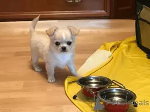 Фото №1. чихуахуа - купить в Mayrhofen за договорная. Объявление №139034