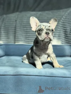 Фото №2 к объявлению №155481 о продаже французского бульдога - купить в Германии заводчик