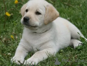 Фото №3. Underbara Golden Retriever-Valpar до усыновления. (46700485892).  Швеция