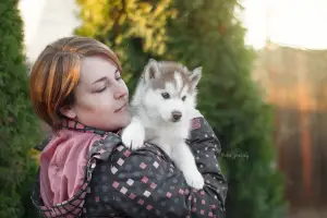 Дополнительные фото: Элитные шоколадные щенки Сибирский Хаски от титулованных производителей