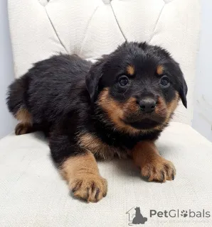 Дополнительные фото: Щенки ротвейлера.