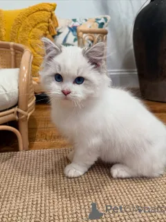 Дополнительные фото: Познакомьтесь с Майло, нашим экспертом по объятиям, сердце которого такое же