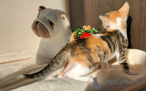 Фото №4. Продам европейскую короткошерстную в Вена частное объявление - цена договорная